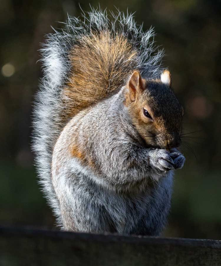 Grey Squirrel