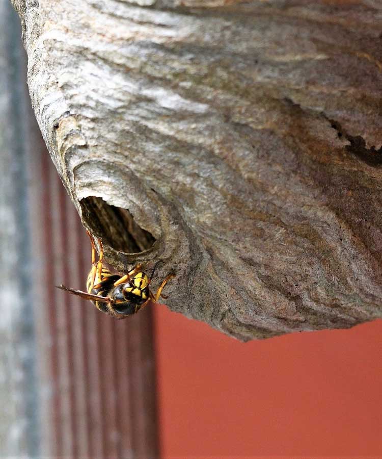 Wasp Nest