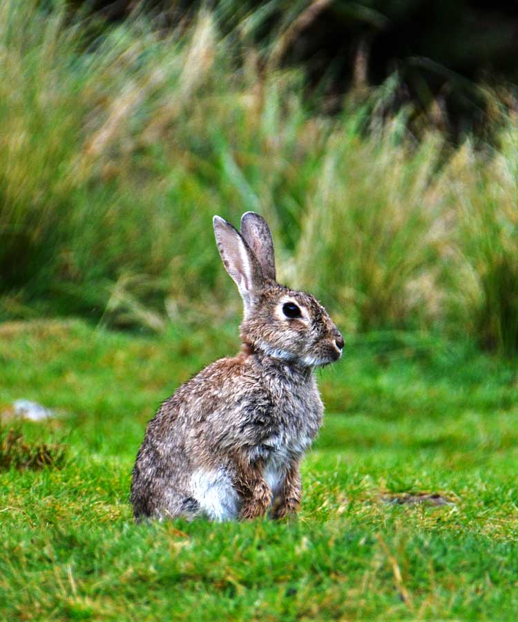 Wild Rabbit